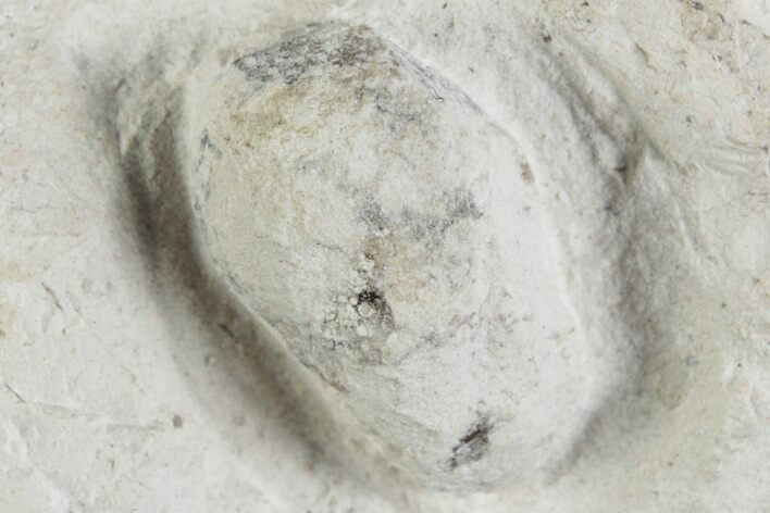 Eocene Fossil Snake Egg - Bouxwiller, France #366887